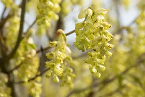 corylopsis spicata (60- 80cm) - afbeelding 3