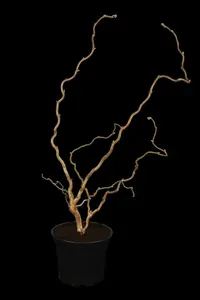 corylus av. 'contorta' (125-150 cm) - afbeelding 5