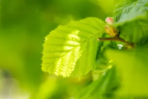 corylus avellana (250-300 cm) - afbeelding 2