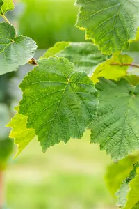 Corylus colurna 14/16 HO C - afbeelding 4