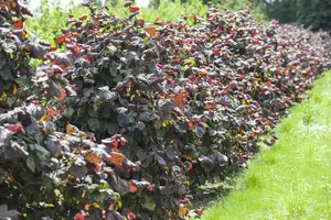 Corylus hybr. 'Red Majestic'® 125-150 C35