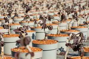 Corylus hybr. 'Red Majestic'® 125-150   C35 - afbeelding 3