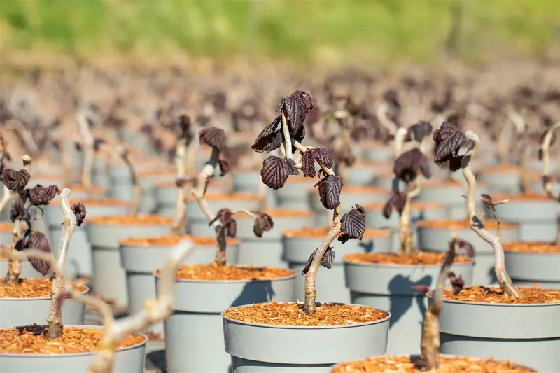 Corylus hybr. 'Red Majestic'® 125-150   C35 - afbeelding 4