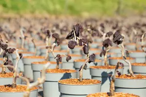 Corylus hybr. 'Red Majestic'® 125-150   C35 - afbeelding 4