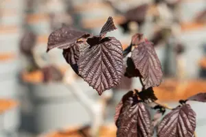 Corylus hybr. 'Red Majestic'® 125-150   C35 - afbeelding 5