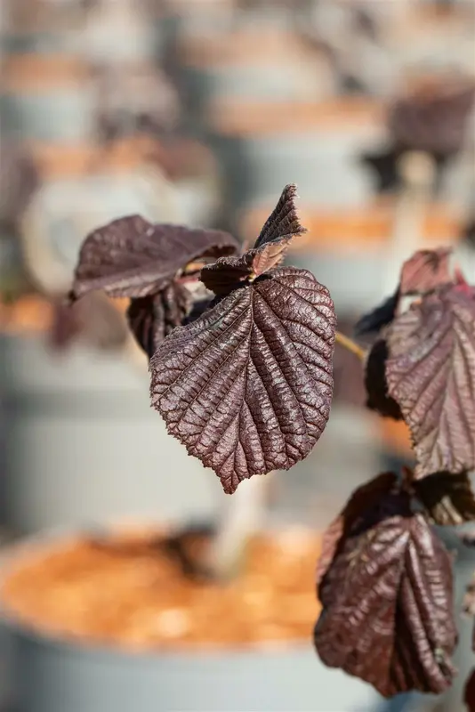 Purpurea - afbeelding 1