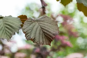 Purpurea - afbeelding 2