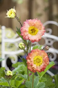 geum hybr. 'cosmopolitan'® - afbeelding 3