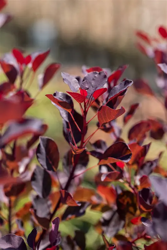 Cotinus cogg. 'Dusky Maiden'® 50- 60 C4 - afbeelding 3