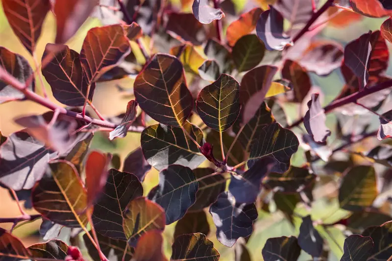 Cotinus cogg. 'Dusky Maiden'® 50- 60 C4 - afbeelding 1