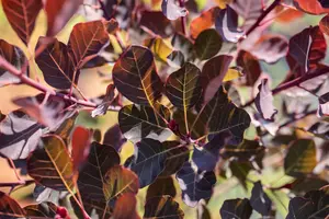 Cotinus cogg. 'Dusky Maiden'® 50- 60   C4 - afbeelding 1