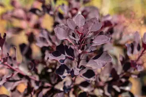Cotinus cogg. 'Dusky Maiden'® 50- 60 C4 - afbeelding 2