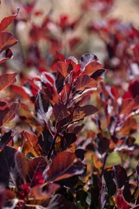 Cotinus cogg. 'Dusky Maiden'® 80-100   C12 - afbeelding 4