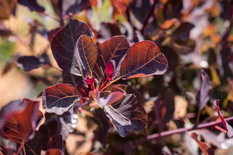 Cotinus cogg. 'Dusky Maiden'® 80-100   C12 - afbeelding 5