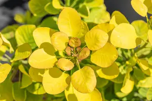 Golden Lady - afbeelding 2