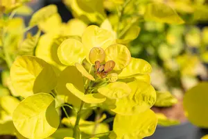 Golden Lady - afbeelding 3