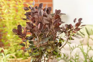 Cotinus cogg. 'Lilla'® 30- 40   C4 - afbeelding 4