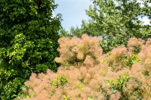 Cotinus cogg. 'Magical Torch' 40- 50   C - afbeelding 3