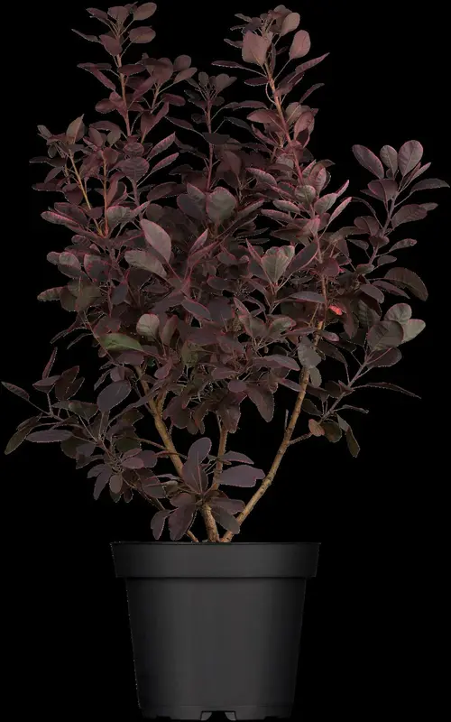Royal Purple - afbeelding 5