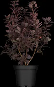 Royal Purple - afbeelding 5