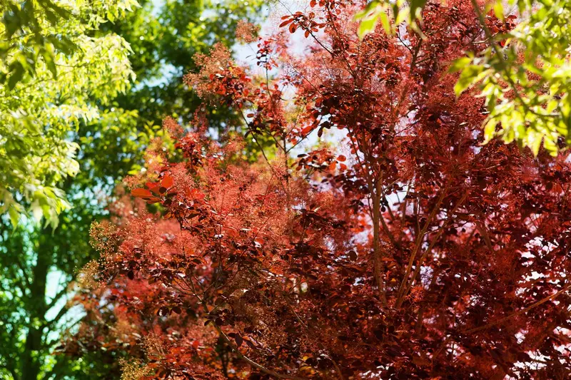 Cotinus cogg. 'Royal Purple' 150-175 DKL MRST - afbeelding 1