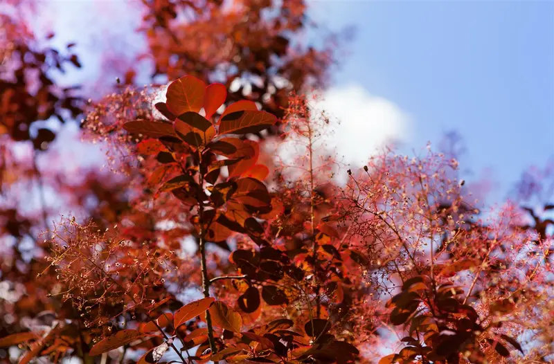 Cotinus cogg. 'Royal Purple' 150-175 DKL MRST - afbeelding 3