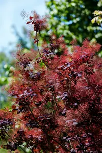 Cotinus cogg. 'Royal Purple' 250-300   C90 MRST - afbeelding 5