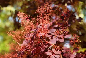 Cotinus cogg. 'Royal Purple' 250-300   C90 MRST - afbeelding 2