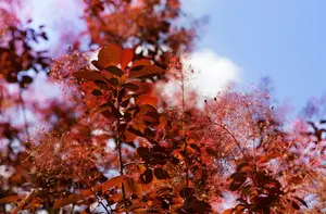 Cotinus cogg. 'Royal Purple' 50- 60   C4 - afbeelding 3