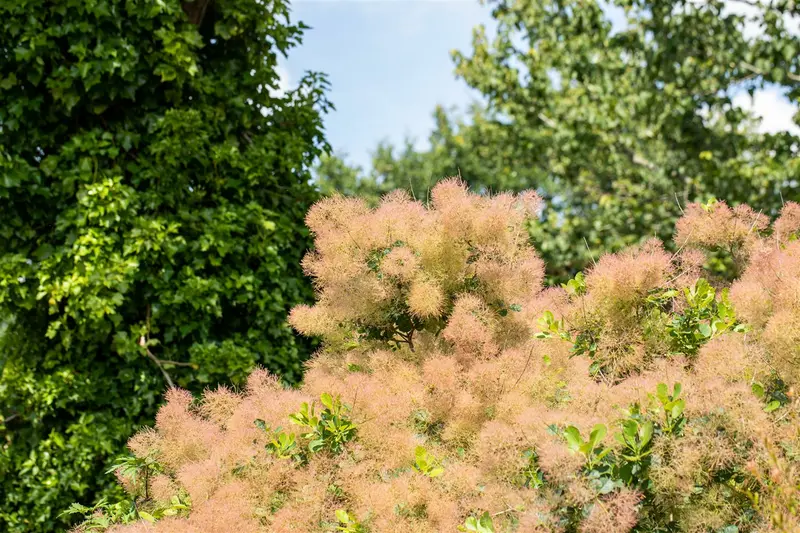 Cotinus cogg. 'Ruby Glow' 30- 40 C - afbeelding 3