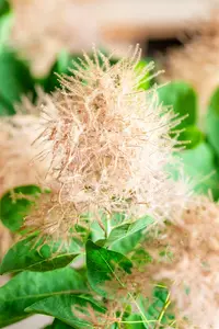 Cotinus cogg. 'Smokey Joe'® ( 'lisjo'®) 60- 80   C25 - afbeelding 2