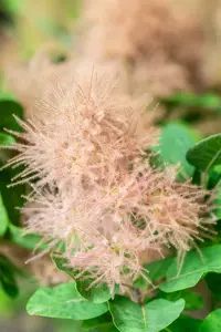 Cotinus cogg. 'Smokey Joe'® ( 'lisjo'®) 60- 80   C25 - afbeelding 4