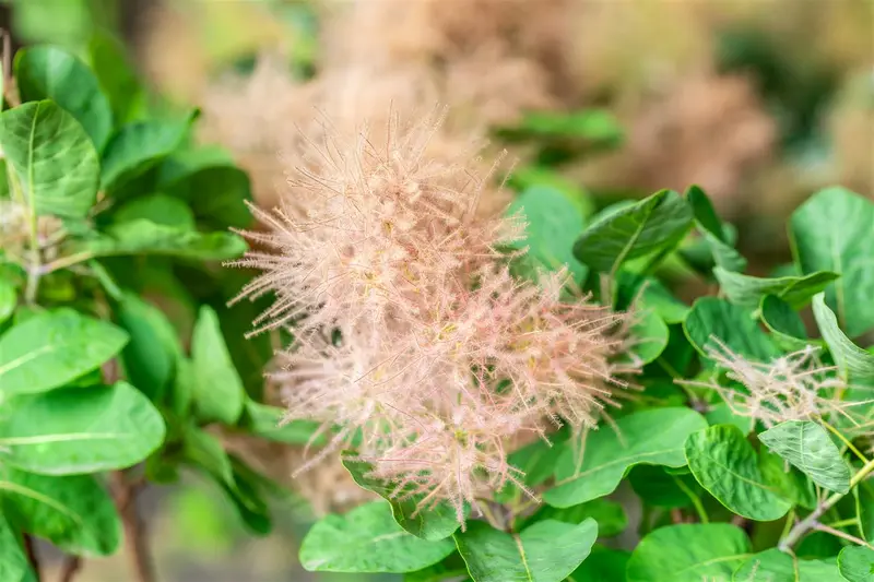 Cotinus cogg. 'Smokey Joe'® ( 'lisjo'®) 60- 80   C25 - afbeelding 3