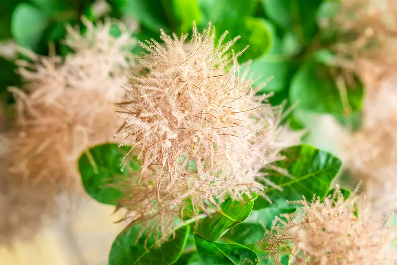 Cotinus cogg. 'Smokey Joe'® ( 'lisjo'®) 60- 80   C25 - afbeelding 1