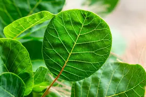 Cotinus cogg. 'Smokey Joe'® ( 'lisjo'®) 60- 80   C25 - afbeelding 5