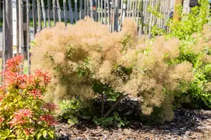 Cotinus coggygria 40- 60   C - afbeelding 5