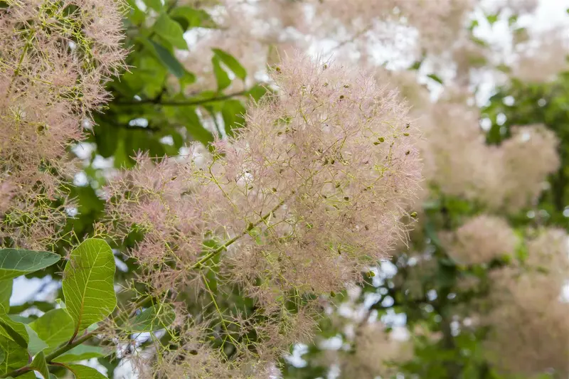 cotinus coggygria (80-100 cm) - afbeelding 1