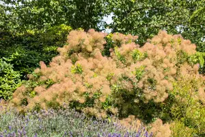 cotinus coggygria (80-100 cm) - afbeelding 5