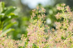cotinus coggygria (80-100 cm) - afbeelding 3