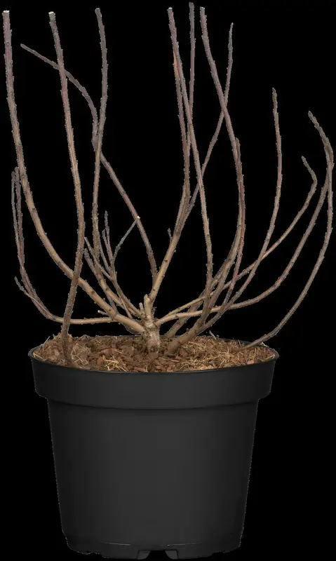 cotinus coggygria (80-100 cm) - afbeelding 2