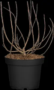 cotinus coggygria (80-100 cm) - afbeelding 2