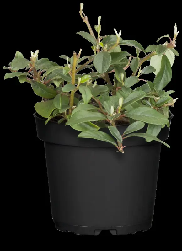 Cotoneaster damm. 'Major' (radicans) 20- 25   P9 - afbeelding 2