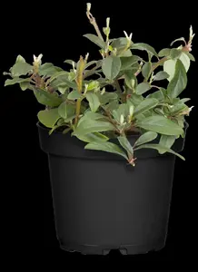 Cotoneaster damm. 'Major' (radicans) 20- 25   P9 - afbeelding 2