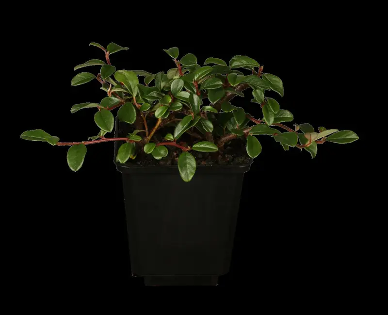 Cotoneaster damm. 'Major' (radicans) 20- 25   P9 - afbeelding 1