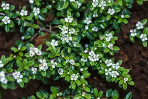 radicans - afbeelding 3