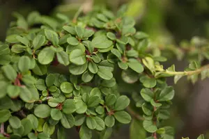 cotoneaster dammeri (20- 30cm) - afbeelding 5