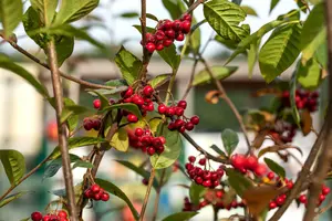 cotoneaster franchetii (80-100 cm) - afbeelding 2