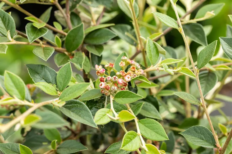 cotoneaster franchetii (80-100 cm) - afbeelding 3
