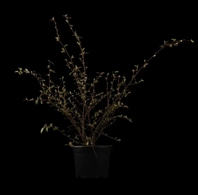 cotoneaster franchetii (80-100 cm) - afbeelding 1