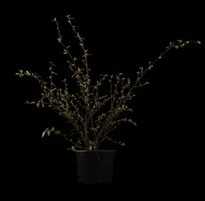 cotoneaster franchetii (80-100 cm) - afbeelding 3